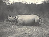 hunting-rhino11.jpg