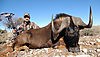 80a-black-wildebeest-darryl-wright.jpg