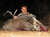 bowhunting-bushpig.jpg