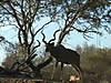 bowhunting-video-kudu2.mov