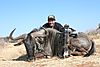 bowhunting_blue_wildebeest_001.jpg