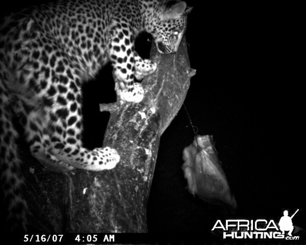 Leopard on Bait at Ozondjahe Safaris Namibia - My Photo Gallery