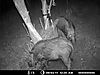 Bush_Pig_Trail_cam_2.JPG