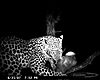 hunting-leopard-019.JPG