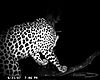 hunting-leopard-034.JPG