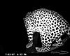 hunting-leopard-051.JPG