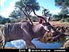 kudu4.jpeg