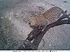 leopard-0522.JPG