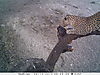 leopard-0532.JPG