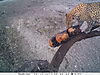 leopard-0612.JPG