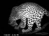 leopard_hunting_africa_66.JPG