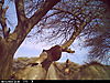 trailcamera-010.JPG