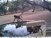 trailcamera-116.JPG