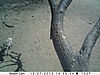 trailcamera-167.JPG