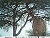 trailcamera-342.JPG