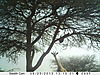 trailcamera-344.JPG