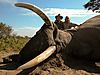 Manuel-Pariente-and-PH-Willy-McDonald-with-104-lbs-tusker.jpg