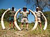 Willy-McDonald_-Manuel-Pariente-and-Jay-Leyendecker-with-their-104-lbs-and-60-lbs-tuskers.jpg