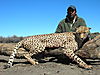 hunting_cheetah.JPG