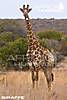 giraffe_shot_placement_3.jpg