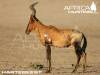 hartebeest_perfect_shot.jpg