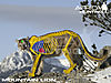 mountain-lion-vitals-hunting.jpg