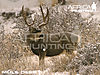 mule-deer-hunting-vitals.jpg