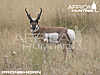 pronghorn-hunting-vitals.jpg