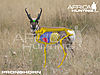 pronghorn-vitals-hunting.jpg