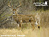 whitetail-deer-hunting-vitals.jpg