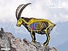 ibex-vitals-bowhunting.jpg