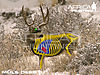 mule-deer-vitals-bowhunting.jpg