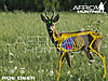 roe-deer-vitals-bowhunting.jpg