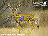 whitetail-deer-vitals-bowhunting.jpg