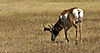 Pronghorn.jpeg