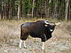 bison-bull.jpg
