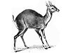 four-horned-antelope.jpg