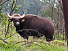 gaur-bison-india.jpg