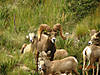 hunting-desert-bighorn-sheep-03.jpg