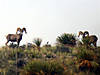 hunting-desert-bighorn-sheep-09.jpg