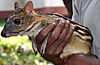indian-spotted-chevrotain.jpg