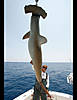 common-hammerhead-shark.jpg