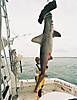scallop-hammerhead-shark-02.jpg