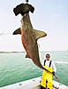 scallop-hammerhead-shark.jpg