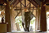 elephant-zambia-03.jpg