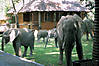 elephant-zambia-05.jpg