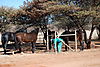 horses-namibia1.JPG