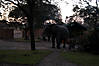 hunting-elephant-006.jpg