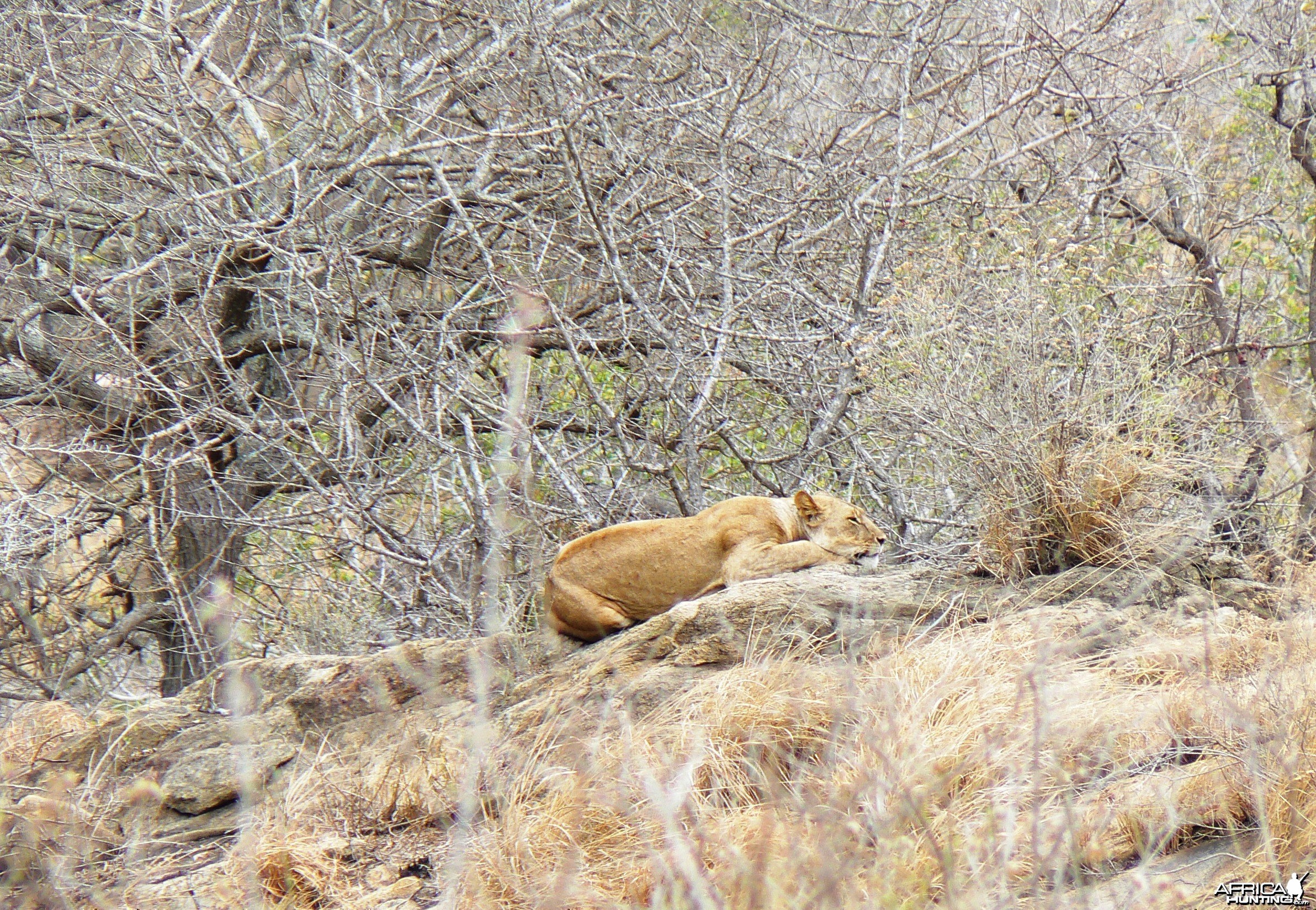 Lioness on spy point...