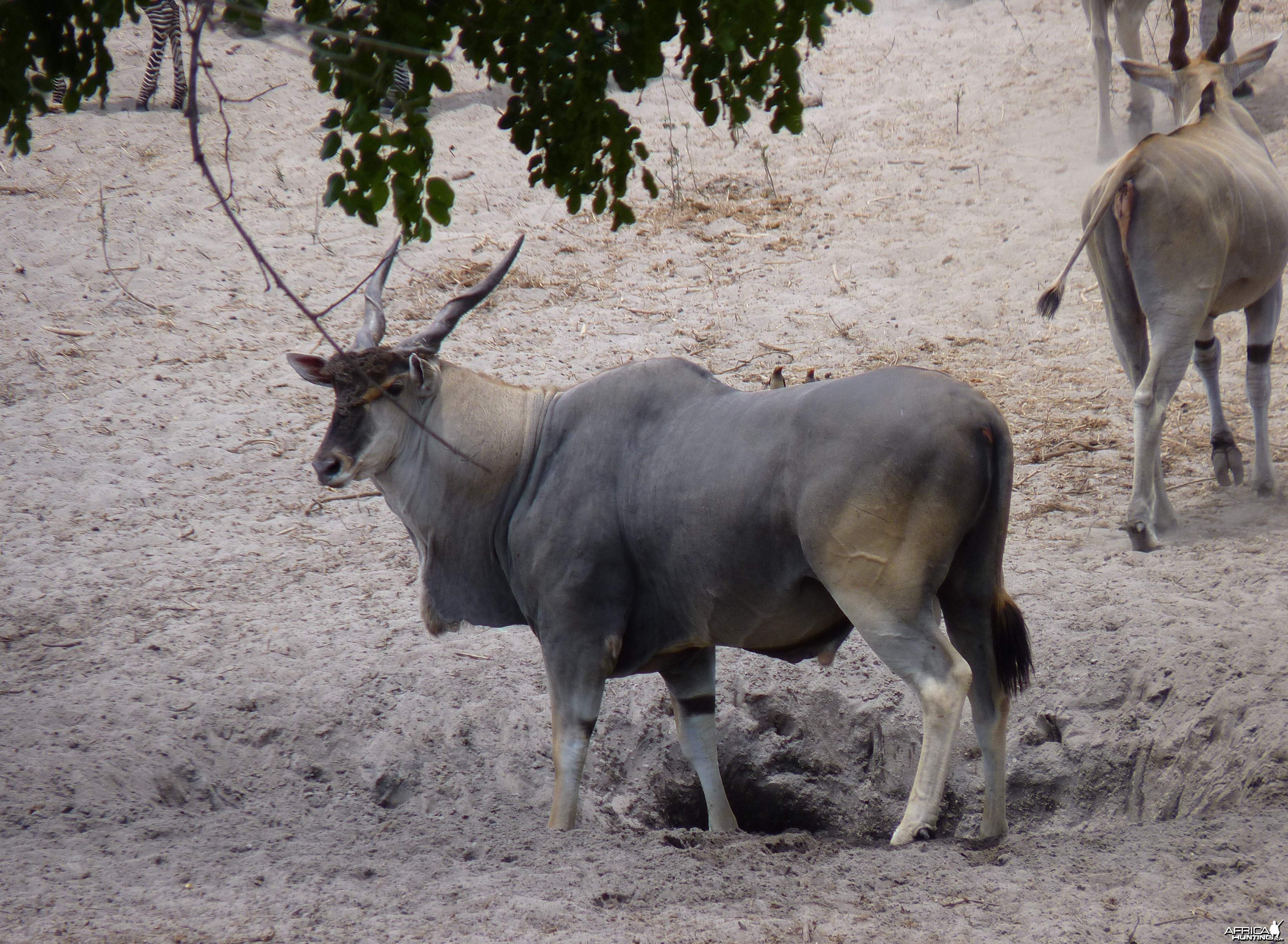 East african eland